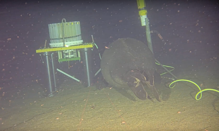 a seal hovering above the seafloor with its butt to the camera